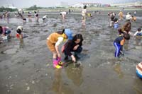 市川６団ビーバー隊潮干狩り